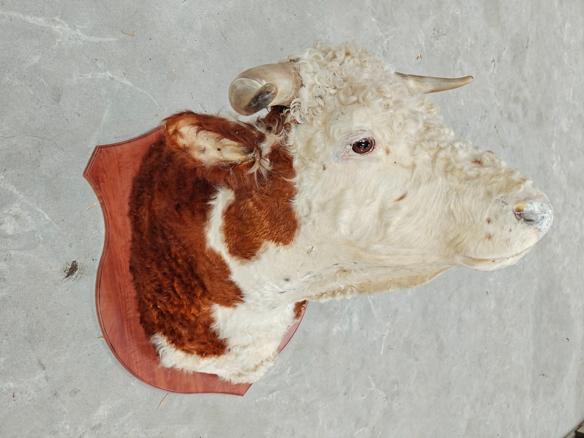 Hovedmonteret Hereford tyr