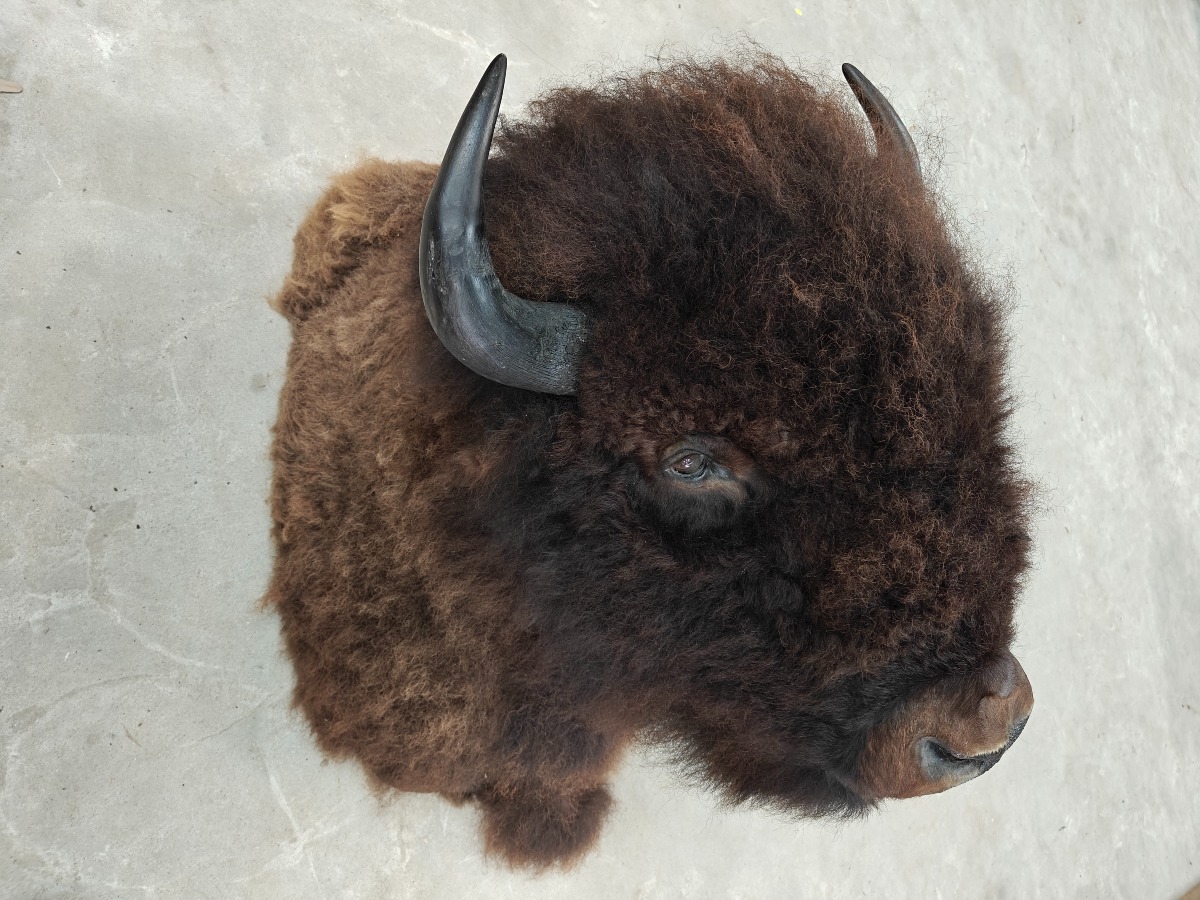 Hovedmonteret Bison 
