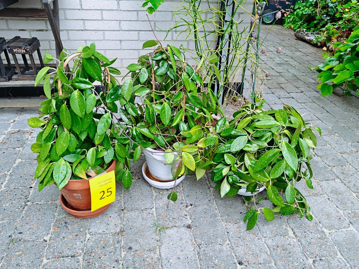4 grønne planter