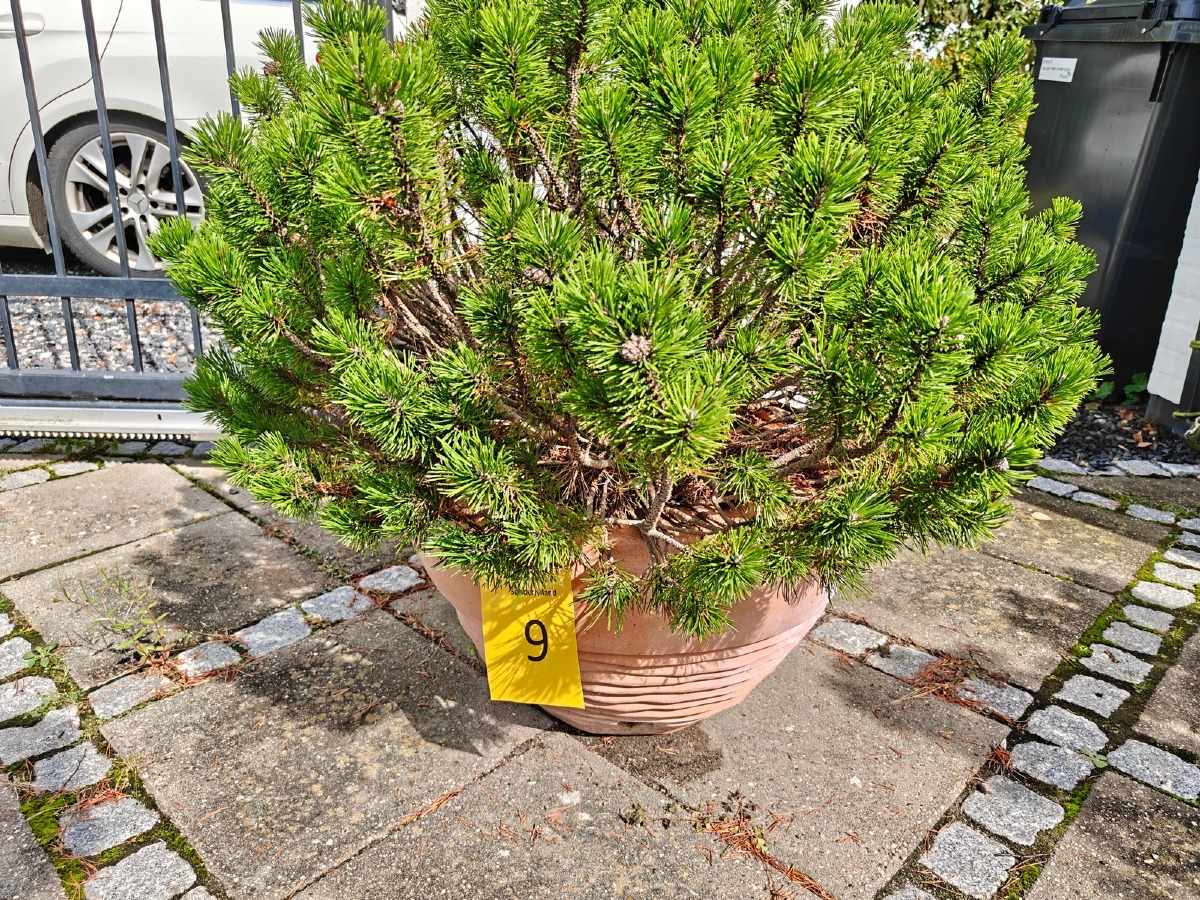 Terrakottakrukke med minifyr