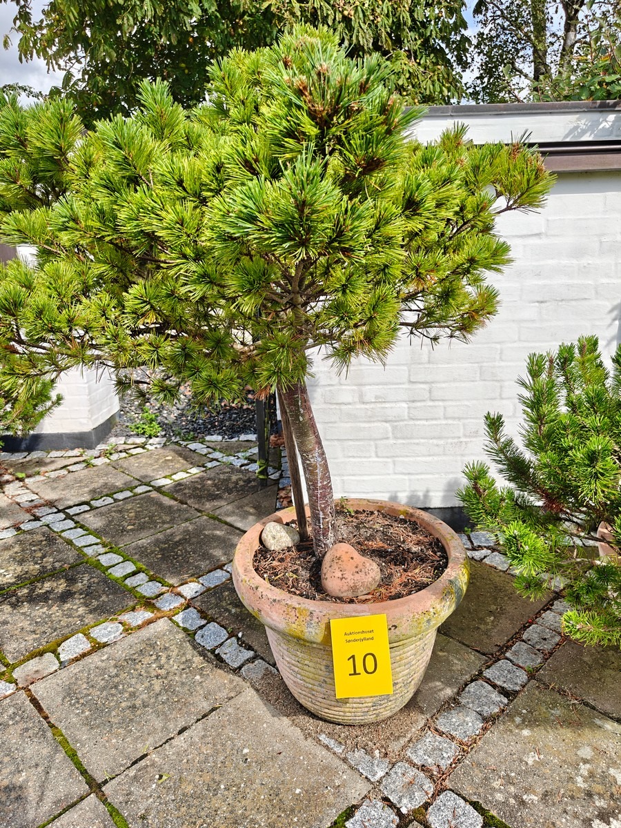 Terrakottakrukke med opstammet minifyr