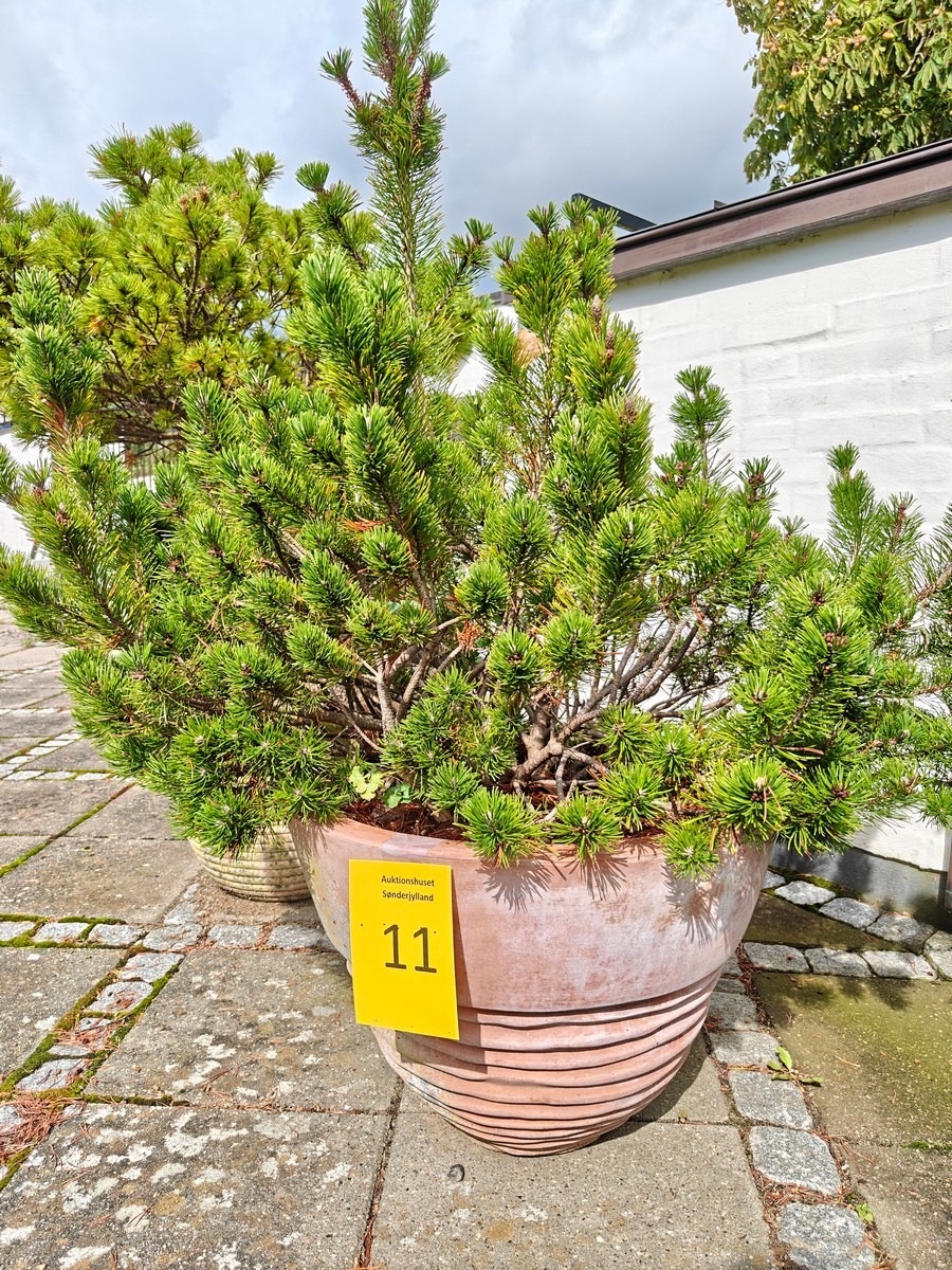 Terrakottakrukke med minifyr