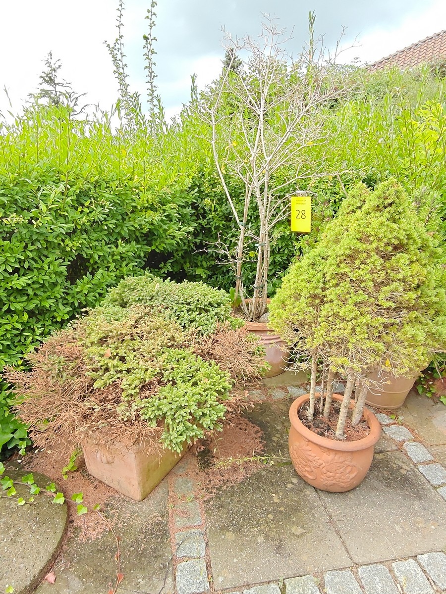 Terrakottakrukker (4)