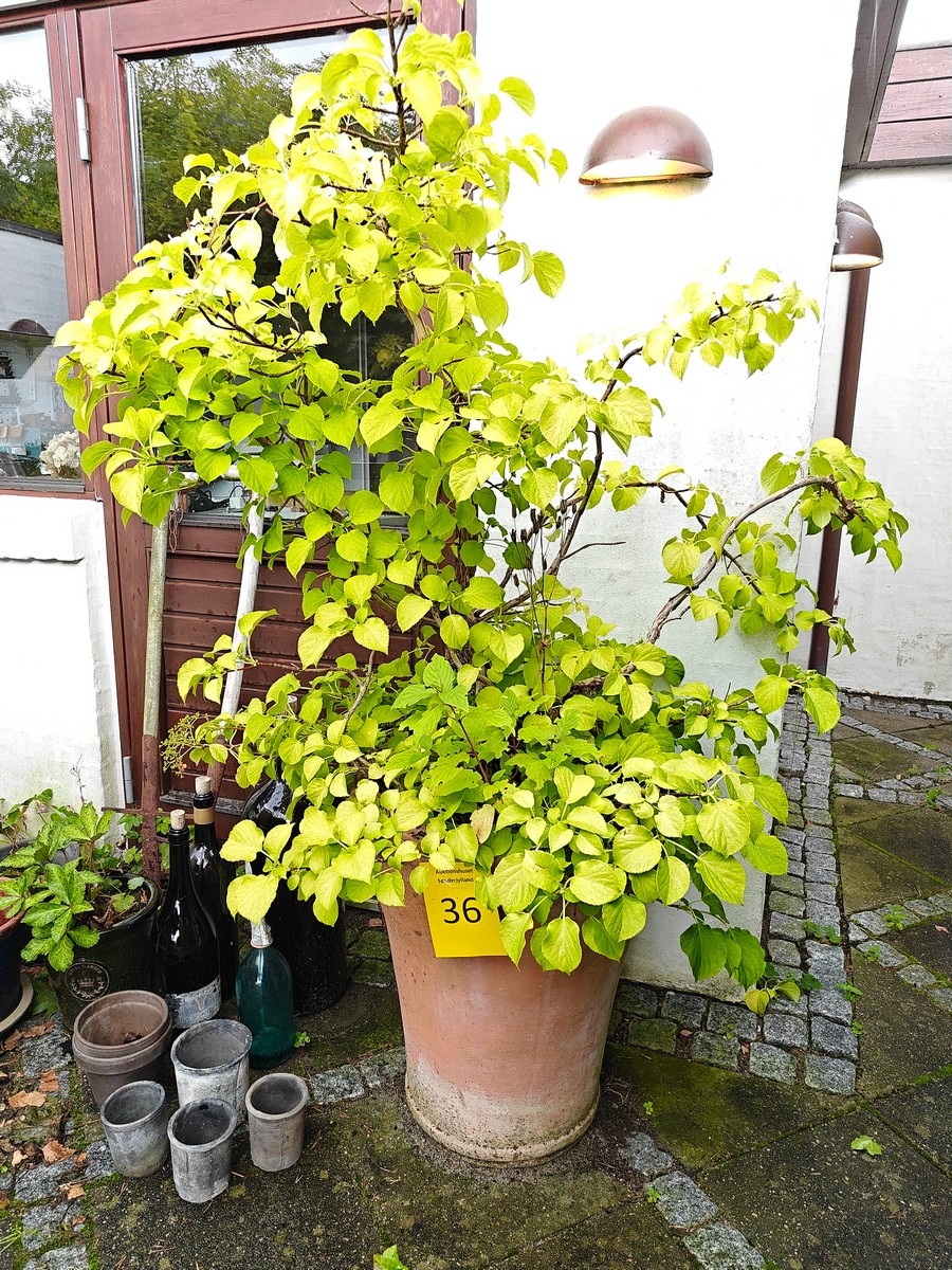 Terrakottakrukke med klatrehotensia