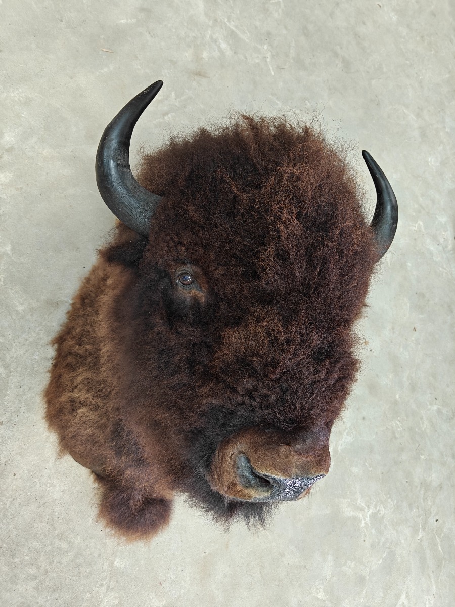 Hovedmonteret Bison 