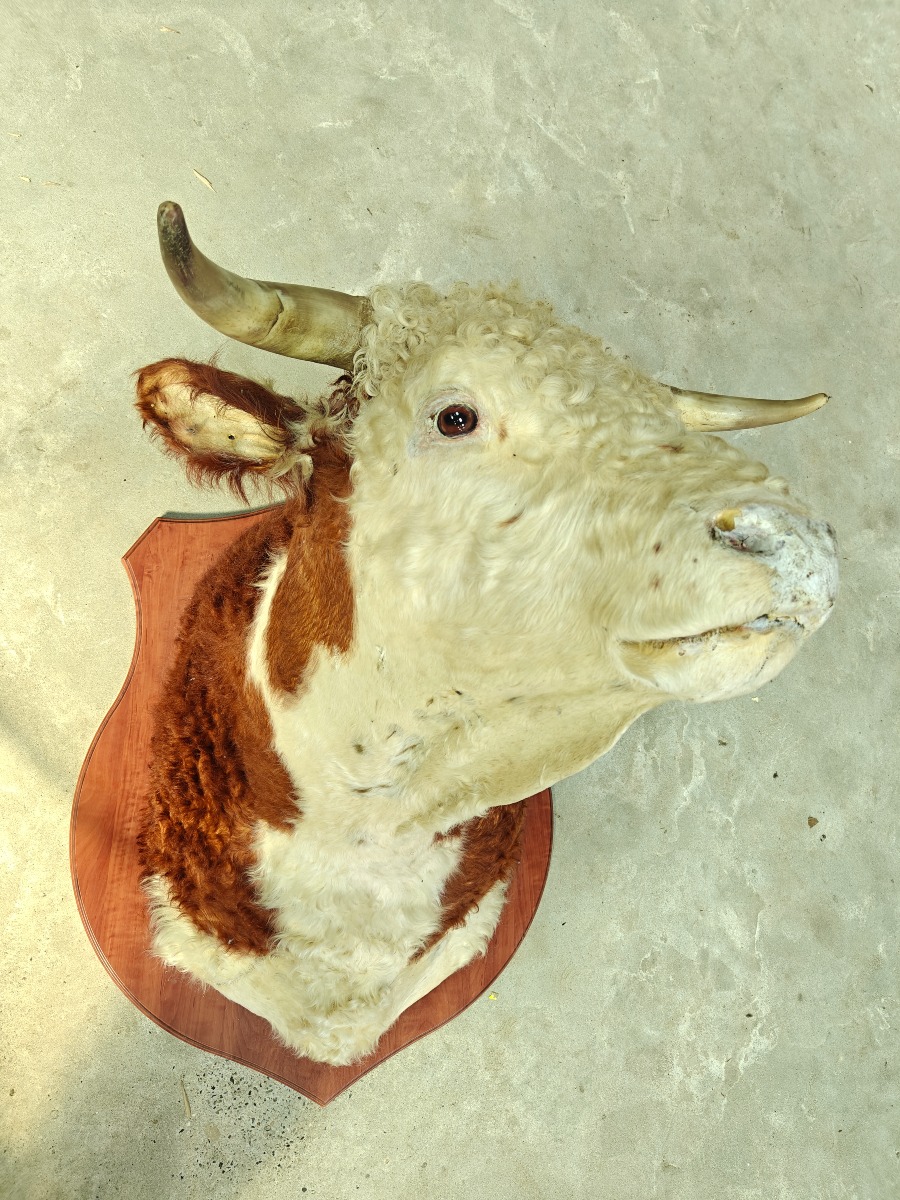 Hovedmonteret Hereford tyr
