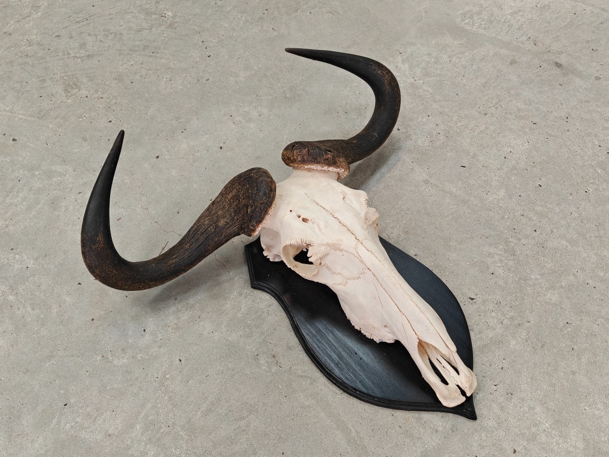 Gnu-kranie, monteret på mørktræplade. 