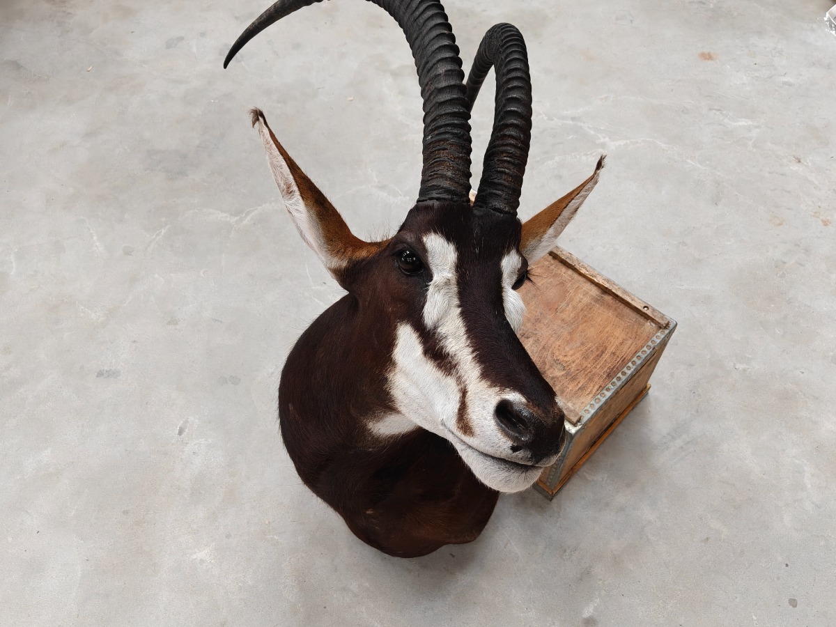 Sabelantilope 